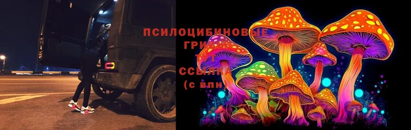 даркнет формула  Камешково  Псилоцибиновые грибы Psilocybe 